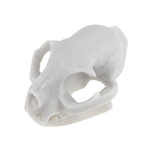 WINOMO Resin Fortune Cat Skull Skeleton Model WINOMO Resin Fortune Cat Skull Skeleton Model