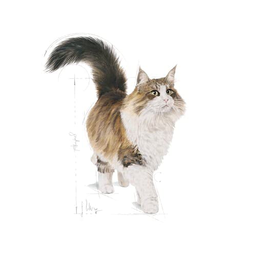 Royal Canin Instinctive Gravy | Doppelpack | 2 x 12 x 85 g | Nassfutter für ausgewachsene Katzen | Kleine Stückchen in Soße | Zur Unterstützung eines gesundes Lebensstils