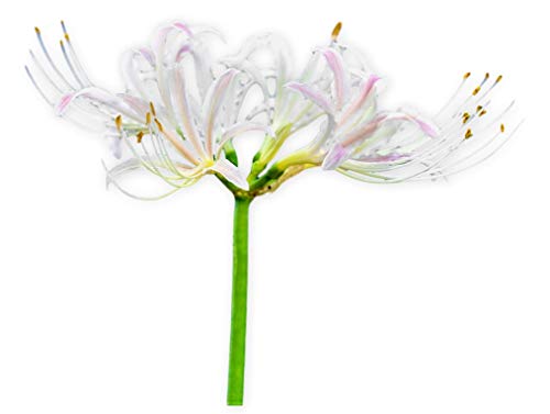 Easy to Grow Lycoris White 'Spider Lily' Plant Bulbs (3 Pack) - White Flowering Blooms in Summer to Fall Gardens Easy to Grow Lycoris White 'Spider Lily' Plant Bulbs (3 Pack) - White Flowering Blooms in Summer to Fall Gardens