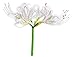 Lycoris White 'Albiflora' - Surprise Lilies - 3 Large Bulbs - 11+ cm
