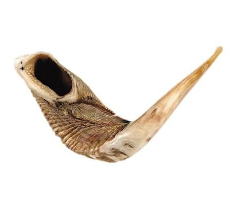 Ram's Horn Shofar Kosher Large Size 17