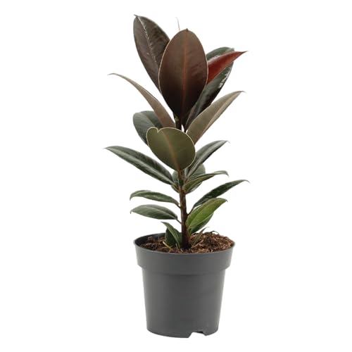 Trendyplants – Ficus Elastica Melany – Albero di gomma – Pianta d'appartamento – Dimensioni vaso Ø 14 cm – altezza 35 – 55 cm