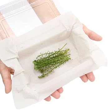 Amazon 水草 ロタラ ナンセアン 水上葉 無農薬 １０本 北海道航空便要保温 Charm チャーム 生体水草 通販