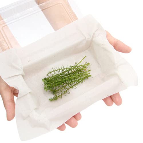 (水草)ロタラ ナンセアン(水上葉)(無農薬)(10本)