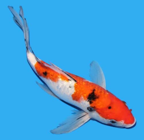 CADIFLEX1500 Live Fish - Lịve Kọi Fịsh 9-10" Gịn Rịn Sạnkẹ Bụttẹrflỵ Mạle Kọibạy