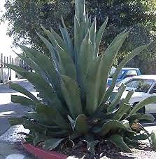 Semi di piante di Agave salmiana