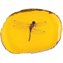 1Pc Amber Stone Pendant with Real Insect Specimen Dragonfly Unique Fossilized Insect Ornament for Home Decor and Present Ideas