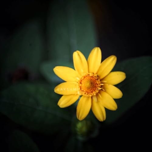 Brilliant Monkey Podcast Por  arte de portada