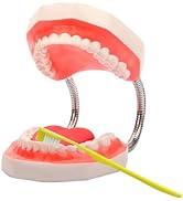 Teeth Mouth Model 6X Enlarged with Metal Hinge, Complete Set Teeth and Removable Tongue, PVC Spee...