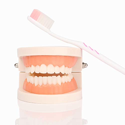 Standard Teeth Model, YOUYA DENTAL Kids Dental Teaching Study Supplies Adult Standard Typodont Demonstration Teeth Model(Without Wisdom Teeth) - Thumbnail 2