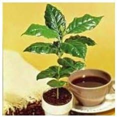 Kona Coffee Bean - 15 Seeeds - Gourmet/Tropical
