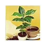 Kona Coffee Bean - 15 Seeeds - Gourmet/Tropical