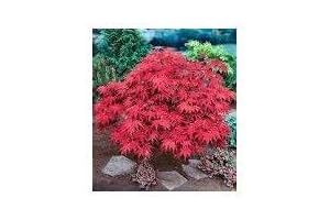 Japanese Red Maple Live Plants Shipped 1-2 Foot Tall