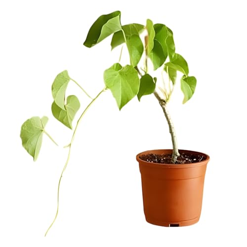 COWWAL'S GROUP Giloy Plant Pure Organic Giloy/Guchcha/Guduchi/Geeloh/Amrta/TinosporaCordifolia/Giloy Seed (5 per packet)