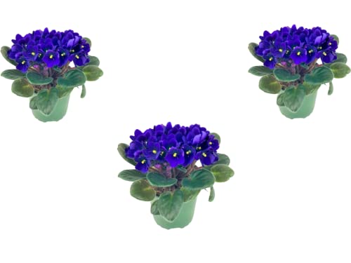 3 X Violet - African Violet Blue Saintpaulia Flowering Colors Indoor Plants Colours in 12cm pots