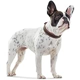 Zoom IMG-2 hunter porto collare per cani