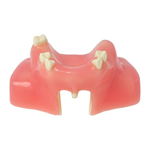 Dental Maxillary Sinus Lift Practice Teach Teeth Model M2039