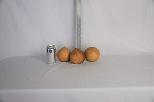 Box of 3 Dried Cannonball Gourds - 4