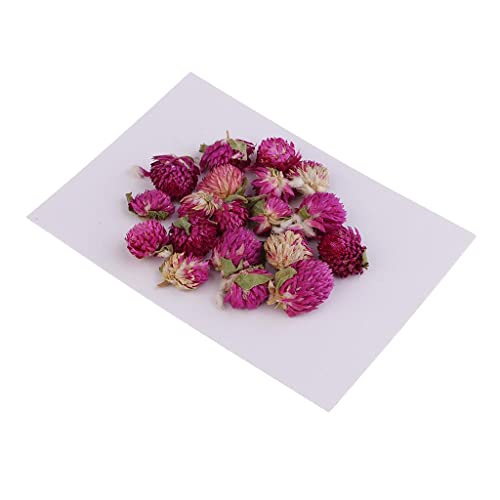 20 piezas flores secas prensadas Gomphrena Globosa miniatura 5