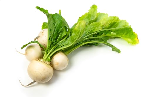 JustSeed - Vegetable - Turnip - Snowball - 3000 Seeds