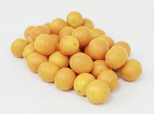 �����V�[�}���V�F ���n�t���[�c���� �y���R�z ���������Y ���ʎ� 1����1kg ���ϔ����� �V�R�X�C�[�c �~�M�t�g (3L)