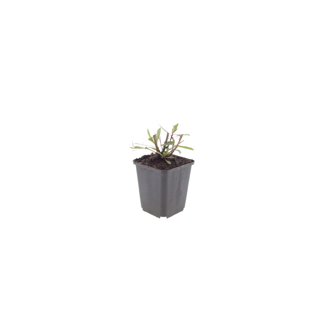 Gaura l. 'Farfalle turbinanti' | 6 pezzi - 10-25cm - Ø9cm - Pianta da giardino