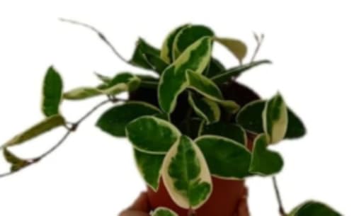 Planta natural de interior Hoya Krimson, 20-25 cm. Hoya Carnosa. Planta colgante con hojas carnosas en tonos verde, rosa y crema; muy decorativa. Segura Garden.
