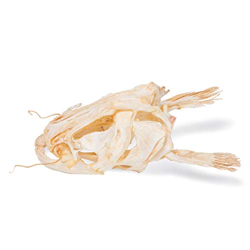Image of 3B Scientific GmbH T30030 Catfish Skull