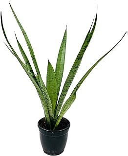 Sansevieria Silver Princess/Snake Plant (B0CK2LY6DD) Amazon Price History, Amazon Price Tracker
