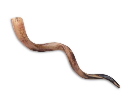 Corne Shofar Kosher Yemenite Horn Polished Natural Showfar Schofar Jewish Yom kippur Elul blowing Large Casher