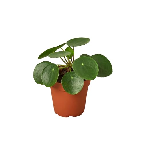 Pilea Peperomioides 'Chinese Money' | Live...