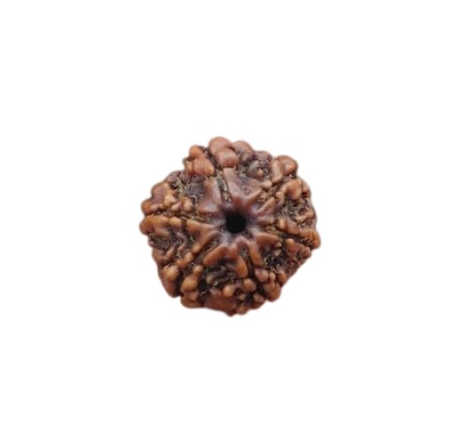 STONE GEMS GALLERY 6 मुखी रुद्राक्ष Six Mukhi Rudraksha Original Certified Genuine Rudraksha Premium A1++ Nepali Rudraksh 6 Mukhi Six Faced Rudraksha Blees by Lord Kartikeya For Men Women Chhe 6 Mukhi
