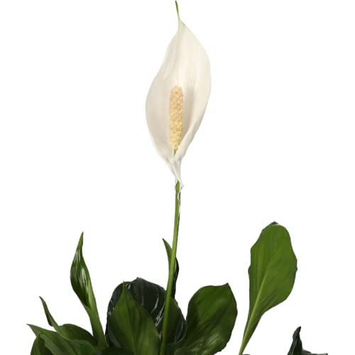 4er-Set, Monstera & Dieffenbachia & Spathiphyllum & Areca, 40-45cm, 12er Topf, Pflanzen für Wohnung und Büro, Qualität vom Pflanzen Profi, Schneller und Kostenloser Pflanzenversand, Raumbegrünung - Image 4
