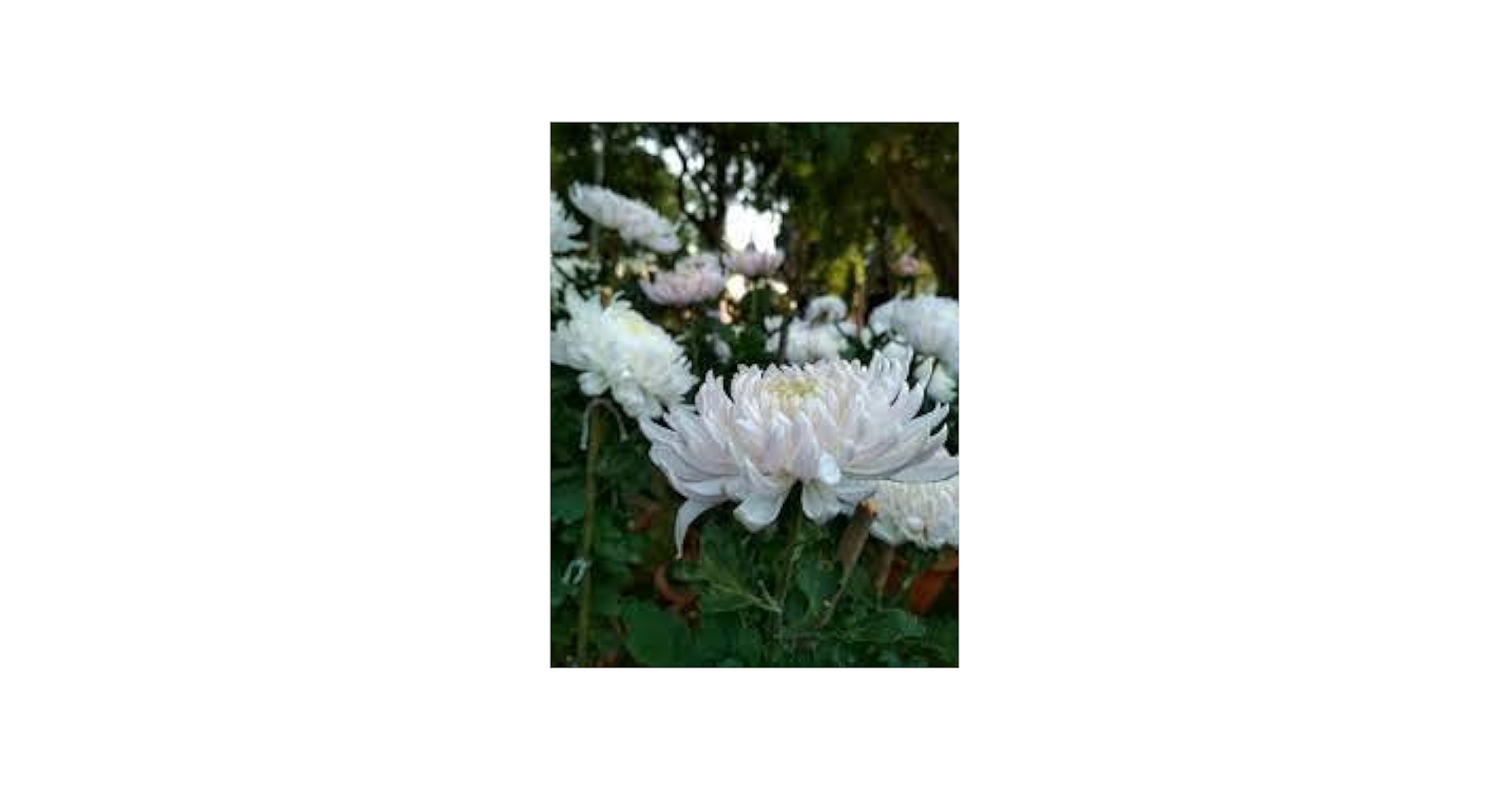 【中古】 If You Plant Seeds of Happiness, Flowers of Happiness Will Bloom: How Small Things Affect Your Tomor/ICHIMANNENDO PUB INC/Kazushi Okamoto Amazon | If You Plant Seeds of Happiness, Flowers of