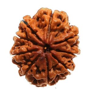 QUEEN-GEMS Original Premium 9 Mukhi Nepali Rudraksha Original Certified Nine Faced Rudraksha Brown Beads for Men & Women