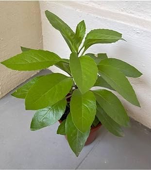 MVKR Live Gurmar - Gudmar Madhunasini Plant I With Growbag (Pack of 1 Plant) (B083GWZDKG) Amazon Price History, Amazon Price Tracker