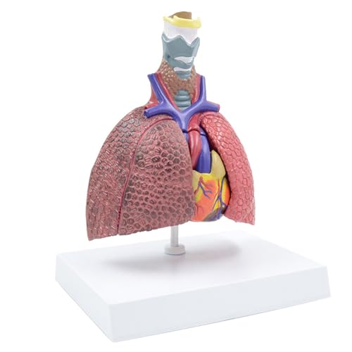 Modèle anatomique du poumon en grandeur nature avec système respiratoire détaillé