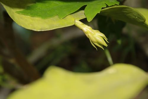 Brahma kamal plant original for Home Garden Pack of 1