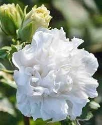 The Royal Crafty Dwarf Hybrid Hibiscus Plant White Double Color Flower 1 Helathy Live Plant for Outdoor Gardens (B0CY4T2MRN) Amazon Price History, Amazon Price Tracker