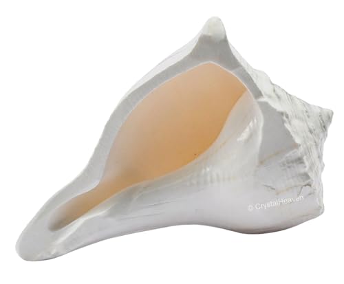 Image of Crystal Heaven Dakshinavarti Shankh Original - 2 to 3 inch inches Large Dakhinabarti Sankha for Puja Original Conch Shell - Natural Dakshinmukhi Shankh for Pooja, Meditation and Gifts