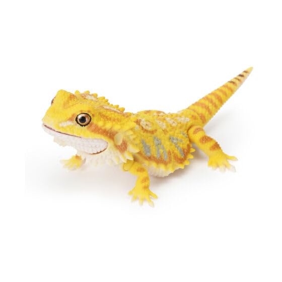Amazon | 【フトアゴヒゲトカゲ（スーパーイエロー）】いきもの
