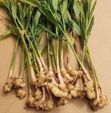 See full amazon price history chart for Galangal thai ginger plant,High germination rate (6 seeds) Galangal thai ginger plant,High germination rate (6 seeds) (B0CLYD2FKC) Amazon Price History, Amazon Price Tracker
