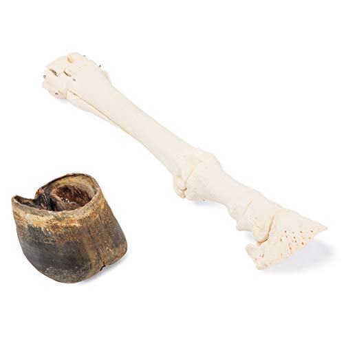 Image of 3B Scientific GmbH T30023A Horse Fore Foot with hoof, Articulated