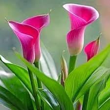 Image of Bigreen Peace Lily Indoor Plant with Pot | Pink Spathiphyllum for Home & Office Decor | Air-Purifying Flowering Houseplant | Low-Maintenance Live Plant for Living Room & Workspace