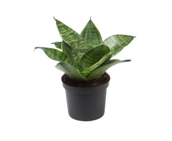 Sansevieria Snake Hahnii Plant | Good Luck Plant | Green Indoor Plant without Pot | Air Purifier & Home Decor Plants (Sansevieria Snake Shine_15CM) (B0DD46TFF2) Amazon Price History, Amazon Price Tracker