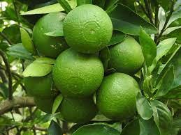 GREEN TREE NURSERY /Thai Mosambi Malta BARI 1 Sweet Lemon grafted fruit tree 55 cm live plant (B09LTBHVVC) Amazon Price History, Amazon Price Tracker