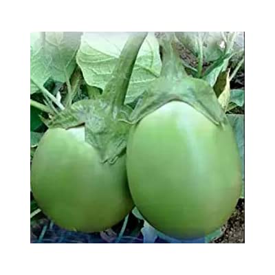 Green World Brinjal Eggplant F1 Green Round For Kitchen Gardening (Seed, 50.) (B0B6CXQ3DR) Amazon Price History, Amazon Price Tracker