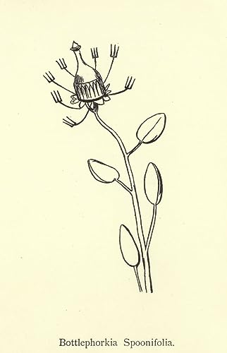 Poster Bottlephorkia Spoonifolia Edward Leaars CHAGM decoration murale
