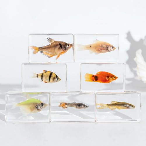 Image of Taxidermy Fish 7pcs, Real Sea Oceans Animals Fish Specimens in Resin Preserved, Clear for Closer-Look & Study, Science Educational Classroom Specimen for Home Office Ornament Gift (1.8x1.2x0.7-inch)