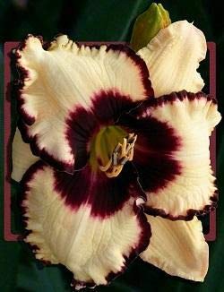 Imported Veriety Daylily Flower Bulbs for all season | Hemerocallis,Tawny Daylily, Tiger Lily hybrid Flower Bulbs for home gardening (Multicolour pack of 5 flowers bulbs)-image-42